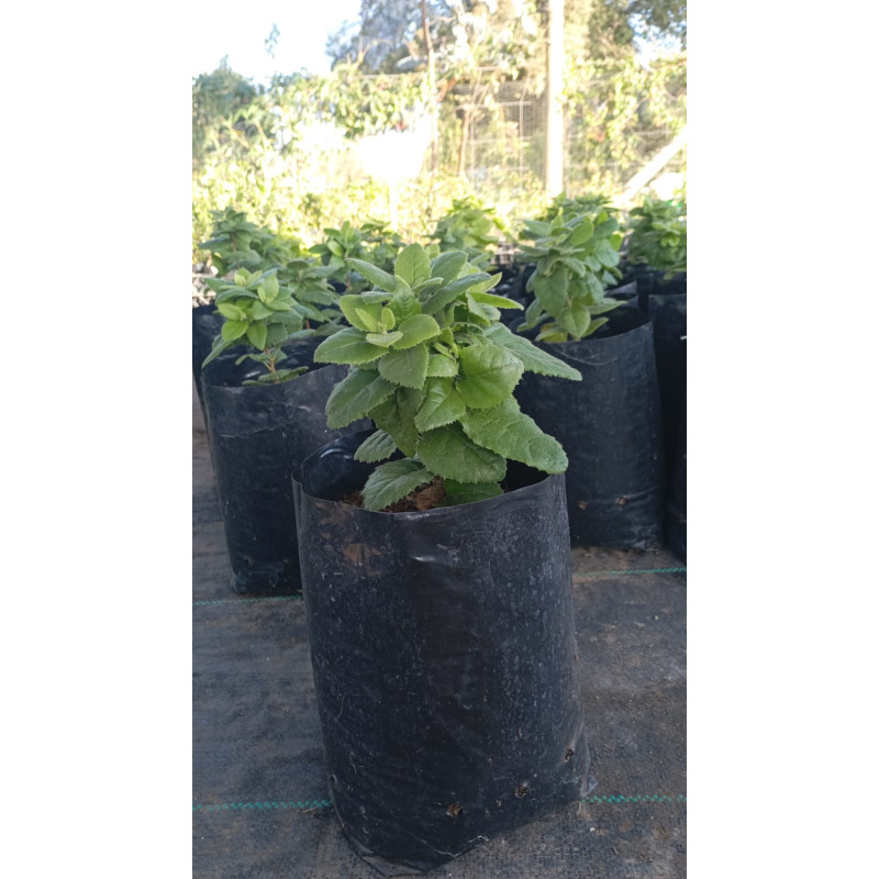Parrilla blanca (Proustia pyrifolia) — parrilla blanca nativa planta exterior Santiago