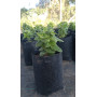 Parrilla blanca (Proustia pyrifolia) — parrilla blanca nativa planta exterior Santiago