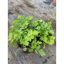 Pack de Artemisa / Tanacetum parthenium