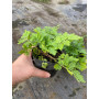 Pack de Artemisa / Tanacetum parthenium