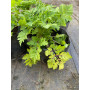 Pack de Artemisa / Tanacetum parthenium
