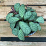 Calathea Amagris