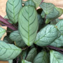Calathea Amagris