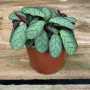 Calathea Amagris