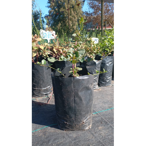 Voqui auca (Ercilla spicata) — voqui auca comprar chile nativo sombra
