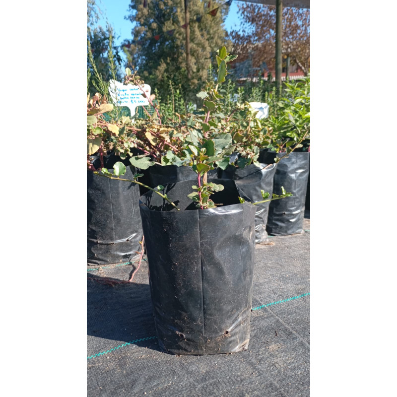 Voqui auca (Ercilla spicata) — voqui auca comprar chile nativo sombra