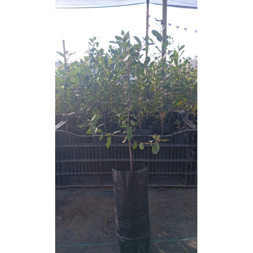 Maitén (Maytenus boaria) — maitén maytenus boaria comprar chile