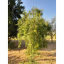Maitén (Maytenus boaria) — maitén maytenus boaria comprar chile