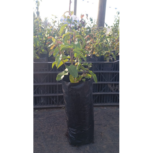 Molle (Schinus latifolius) — molle árbol nativo chile precio