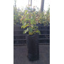 Molle (Schinus latifolius) — molle árbol nativo chile precio