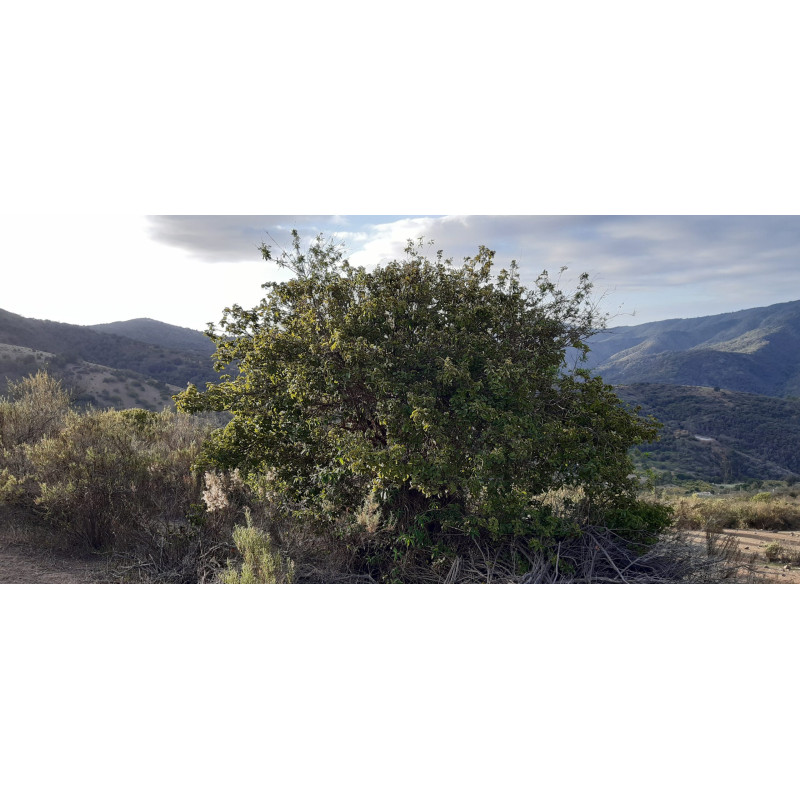 Molle (Schinus latifolius) — molle árbol nativo chile precio