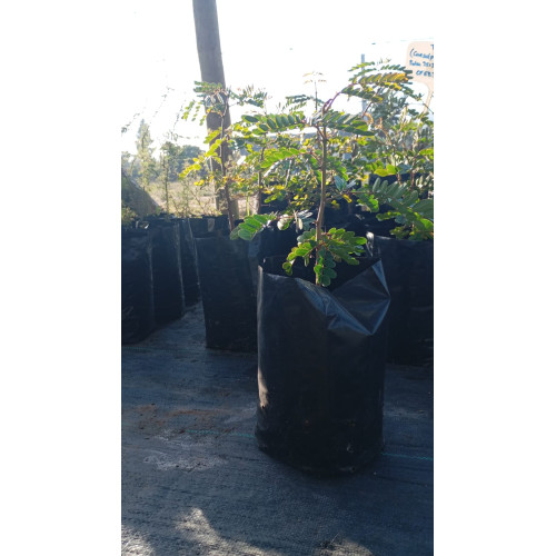 Tara (Tara spinosa) — tara spinosa árbol nativo chile
