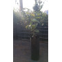 Peumo (Cryptocarya alba) — peumo cryptocarya alba árbol nativo chile precio