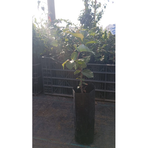 Peumo (Cryptocarya alba) — peumo cryptocarya alba árbol nativo chile precio