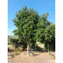 Peumo (Cryptocarya alba) — peumo cryptocarya alba árbol nativo chile precio