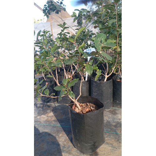 Litre (Lithraea caustica) — litre árbol nativo bajo consumo hídrico chile