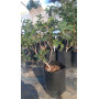Litre (Lithraea caustica) — litre árbol nativo bajo consumo hídrico chile