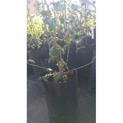 Zarzaparrilla (Ribes punctatum) — zarzaparrilla nativa chile comprar