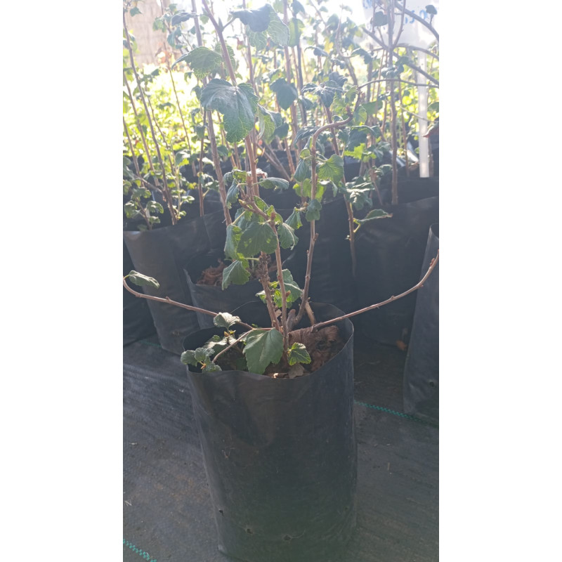 Zarzaparrilla (Ribes punctatum) — zarzaparrilla nativa chile comprar