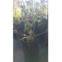 Zarzaparrilla (Ribes punctatum) — zarzaparrilla nativa chile comprar