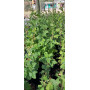 Zarzaparrilla (Ribes punctatum) — zarzaparrilla nativa chile comprar