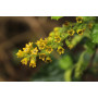 Zarzaparrilla (Ribes punctatum) — zarzaparrilla nativa chile comprar