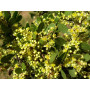 Huingán (Schinus polygamus) — huingán nativo chileno bajo consumo hídrico comprar