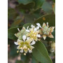 Quillay (Quillaja saponaria) — quillay nativo bajo consumo hídrico chile