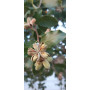 Quillay (Quillaja saponaria) — quillay nativo bajo consumo hídrico chile