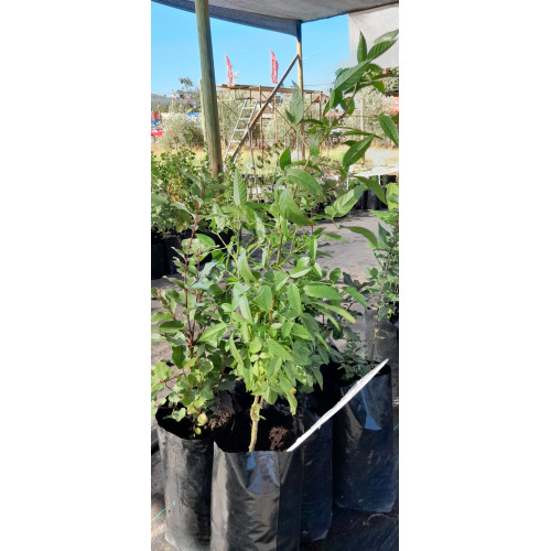 Culén (Otholobium glandulosum) — culén árbol nativo chile precio bajo consumo hídrico