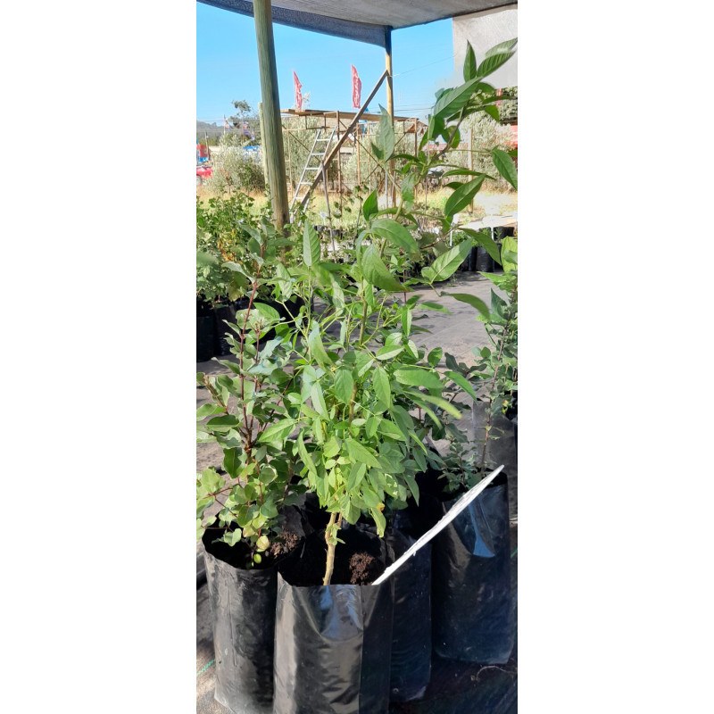 Culén (Otholobium glandulosum) — culén árbol nativo chile precio bajo consumo hídrico