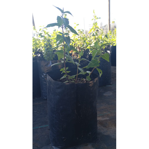 Mitique (Podanthus mitiqui) — mitique planta nativa chile bajo consumo hídrico