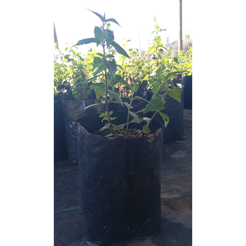 Mitique (Podanthus mitiqui) — mitique planta nativa chile bajo consumo hídrico