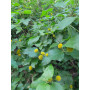 Mitique (Podanthus mitiqui) — mitique planta nativa chile bajo consumo hídrico