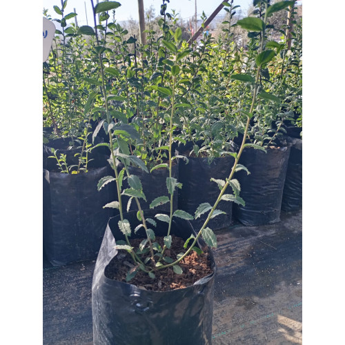Chilca (Baccharis racemosa) — chilca baccharis racemosa bajo consumo hídrico