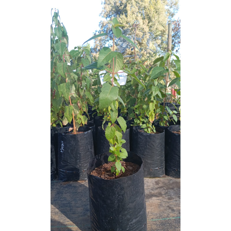 Maqui (Aristotelia chilensis)