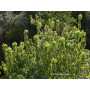 Maqui (Aristotelia chilensis) — maqui árbol nativo chileno comprar santiago