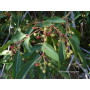 Maqui (Aristotelia chilensis) — maqui árbol nativo chileno comprar santiago