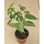 MONSTERA MINIMA - RAPIDOSPHORA