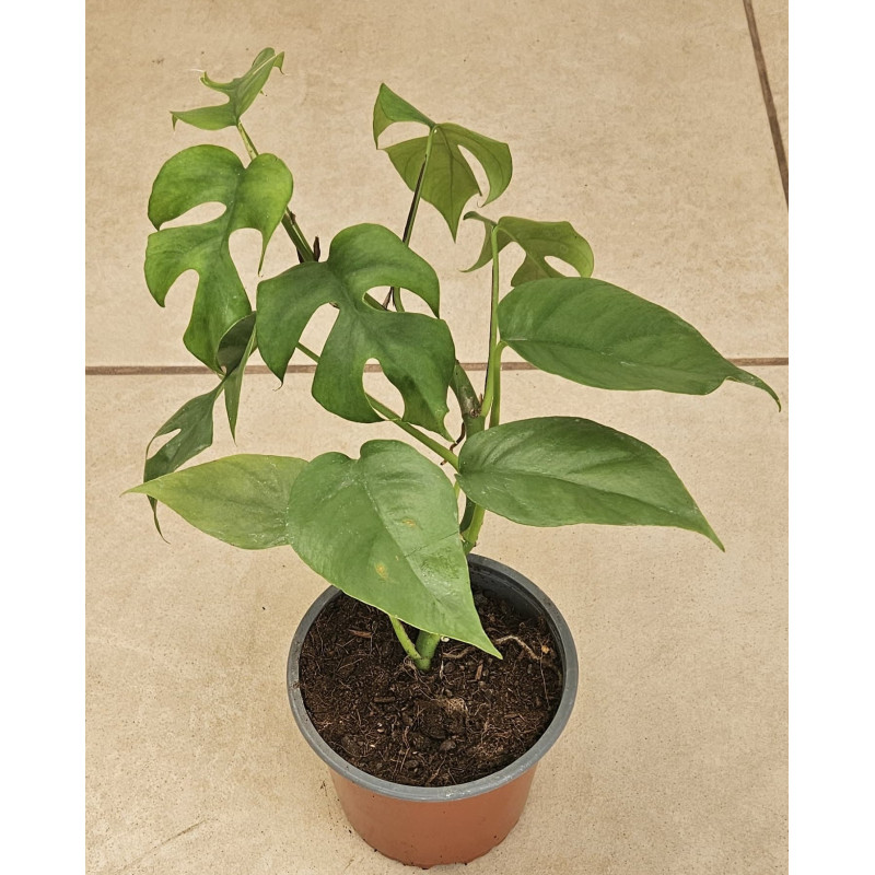MONSTERA MINIMA - RAPIDOSPHORA