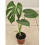 MONSTERA TAUERII COMPACTA
