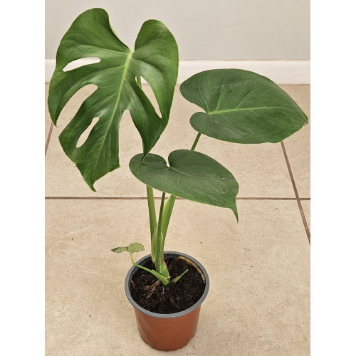 MONSTERA TAUERII COMPACTA