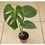 Monstera Tauerii Compacta