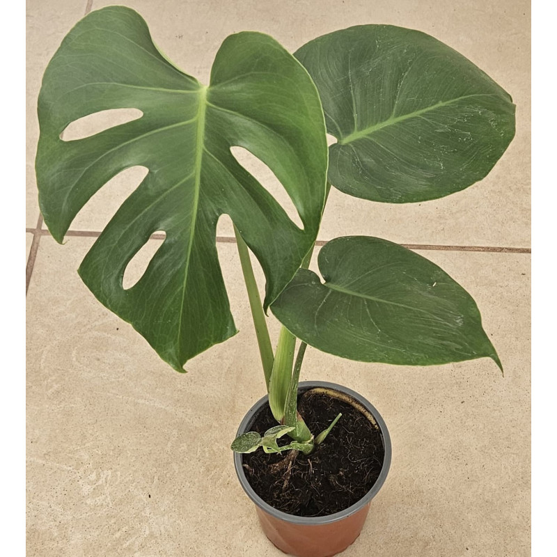 Monstera Tauerii Compacta