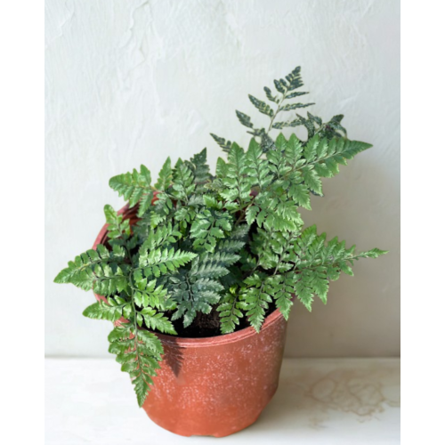 Helecho Rumohra adiantifolia