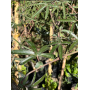 Pasiflora (Passiflora caerulea / Passiflora edulis)