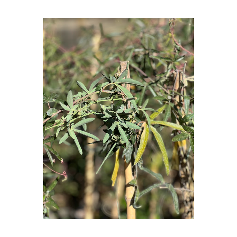 Pasiflora (Passiflora caerulea / Passiflora edulis)