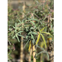 Pasiflora (Passiflora caerulea / Passiflora edulis)