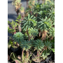 Euphorbia characias (Euforbia mediterránea)