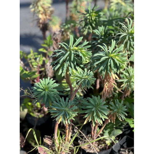 Euphorbia characias (Euforbia mediterránea)